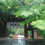 Imamiya Shrineの桜