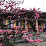 Chishakuin Templeの桜