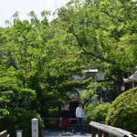 長岡天満宮　の桜