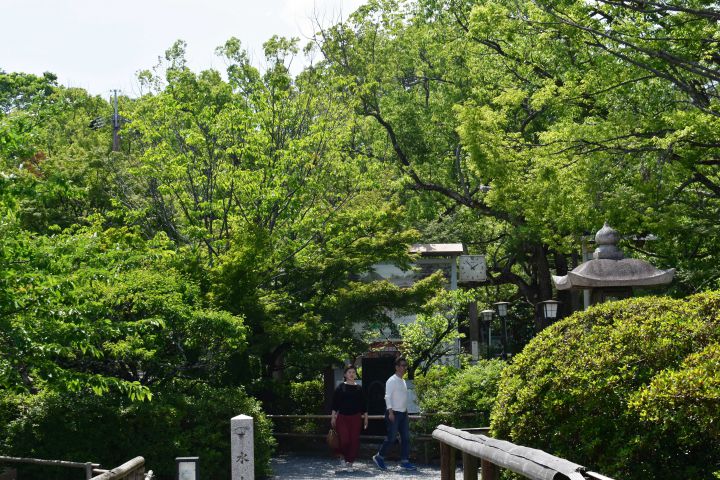 長岡天満宮　の桜