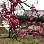 치샤쿠인の桜