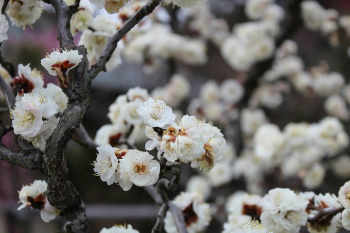 우메노미야 다이샤の桜
