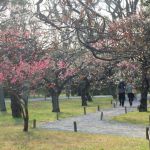 니조 성の桜