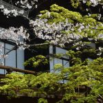 Shin nyo-do Templeの桜