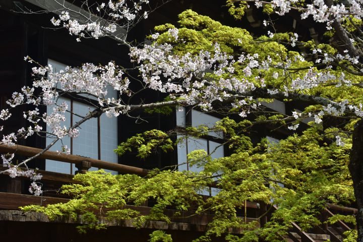 Shin nyo-do Templeの桜