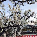 Umenokoji Parkの桜