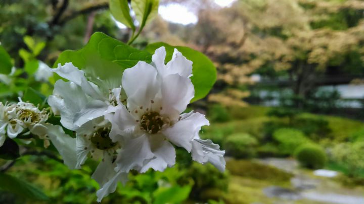센뉴지の桜