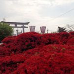 Nagaoka Tenmangu Shrineの桜