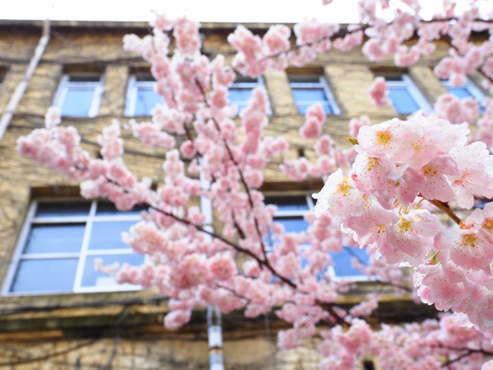 旧成徳中学校の桜