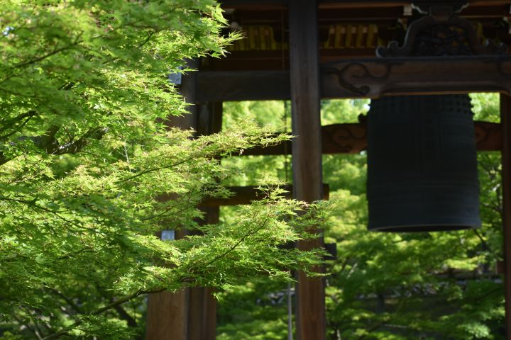 智积院の桜