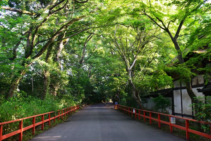 Tadasu-no Mori Forestの桜
