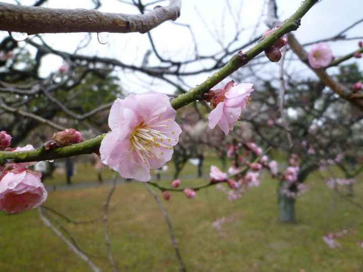 Nijo-jo Castleの桜