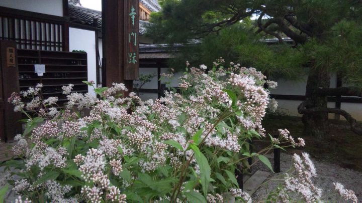 Ninna-ji Templeの桜