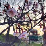 Umenokoji Parkの桜
