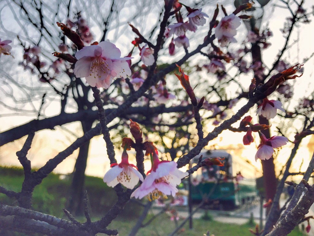 우메노 고지 공원の桜