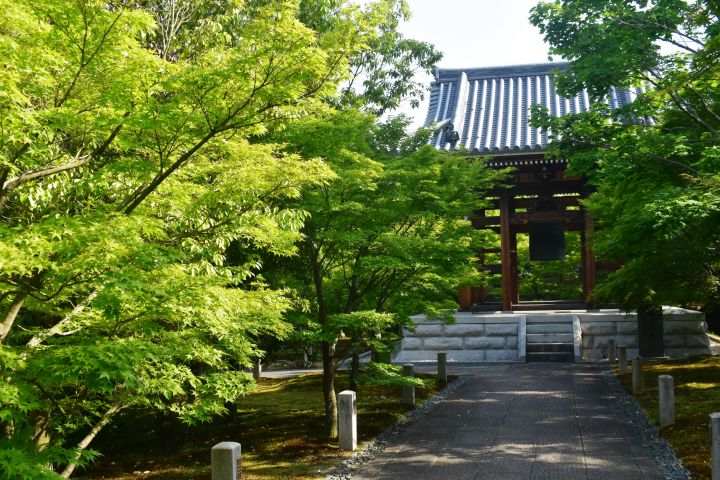 智积院の桜