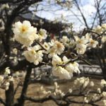 智积院の桜