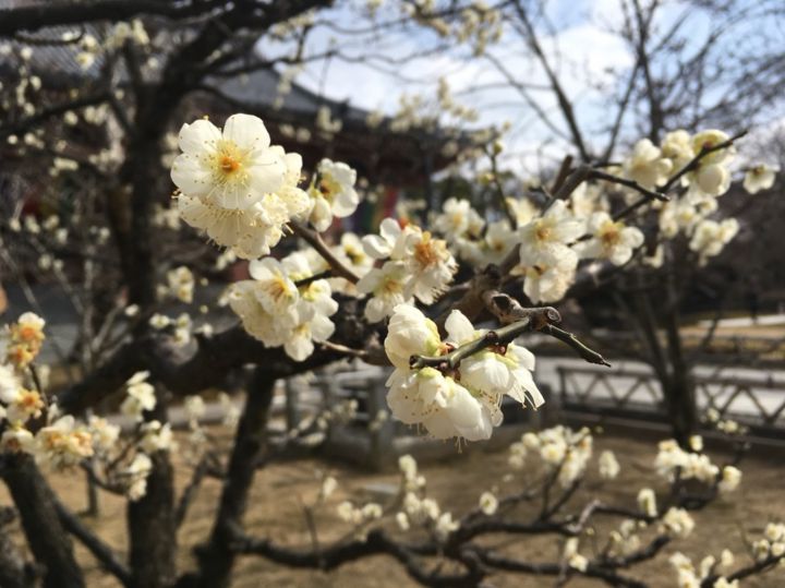 Chishakuin Templeの桜