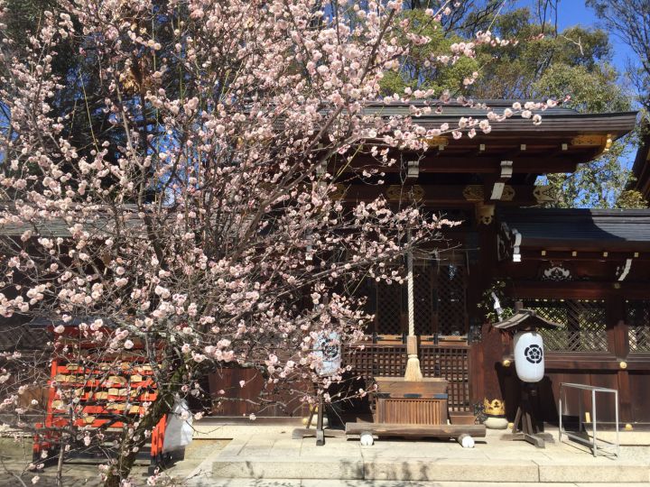 今宮神社の桜