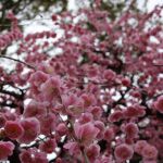 Kitano Tenmanguの桜