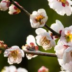 Kitano Tenmanguの桜