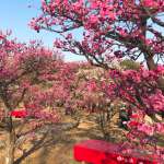 梅小路公园の桜