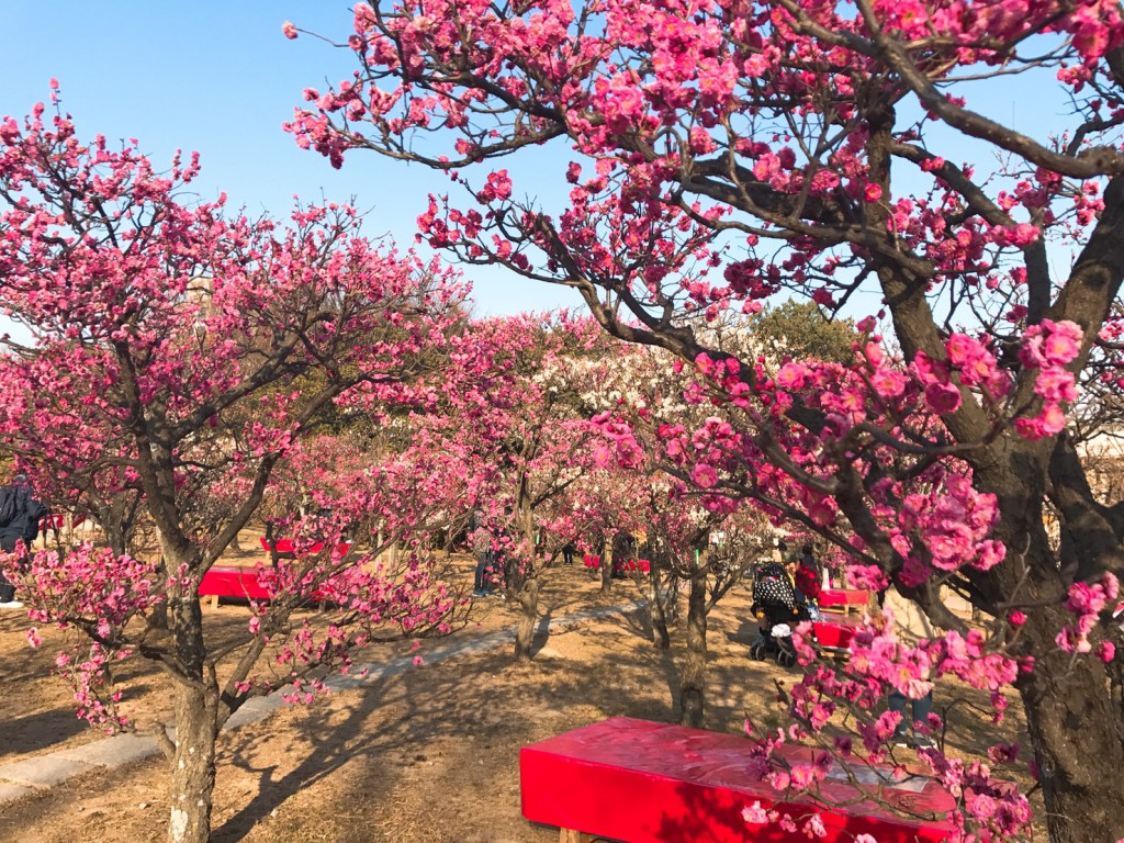 梅小路公园の桜