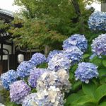 Shogunzuka Seiryu-den Hallの桜