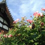天寧寺の桜