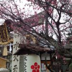 Suika Tenmangu Shrineの桜