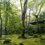 祇王寺の桜