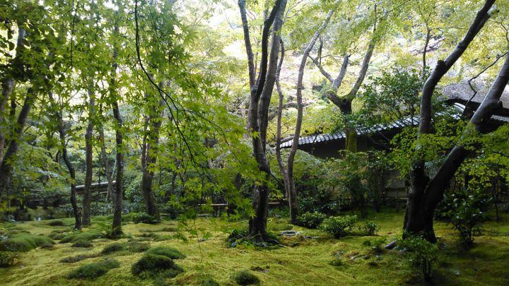 祇王寺の桜