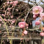 텐류지の桜