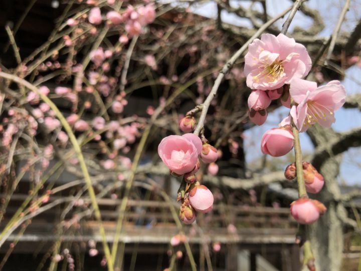 Tenryuji Templeの桜