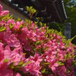 東福寺の桜