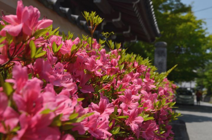 東福寺の桜