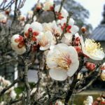 云龙院の桜