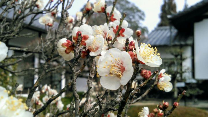 Unryu-in Templeの桜