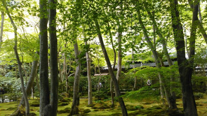 祇王寺の桜