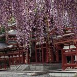 Byodoin Templeの桜