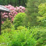 雲龍院の桜