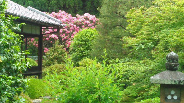 云龙院の桜