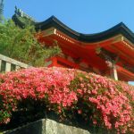 清水寺の桜