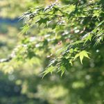 智積院の桜