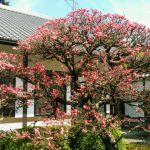 Unryu-in Templeの桜