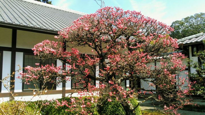 云龙院の桜