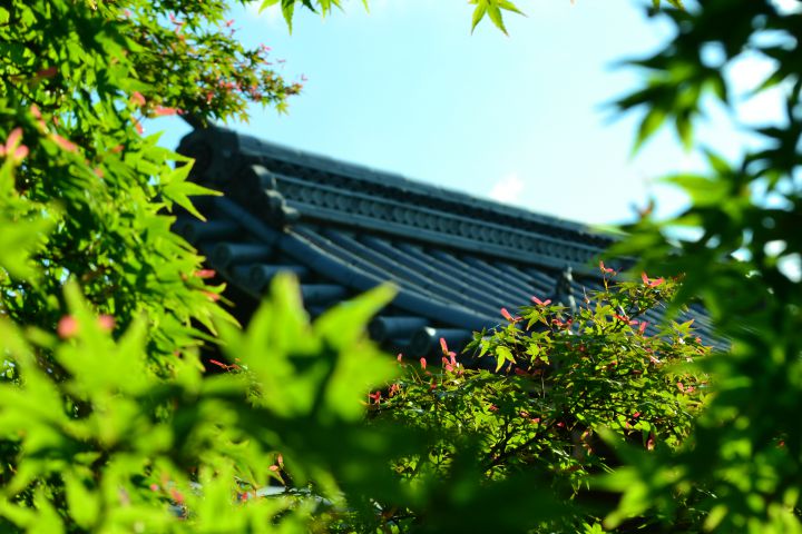 天龍寺の桜