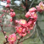 니조 성の桜