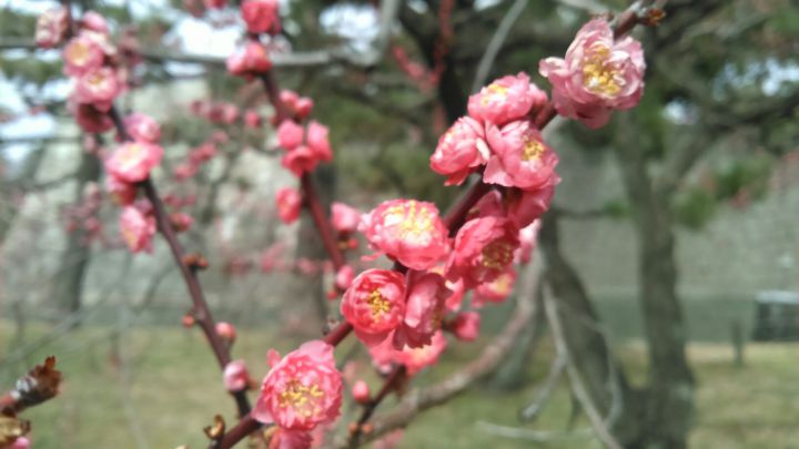 Nijo-jo Castleの桜