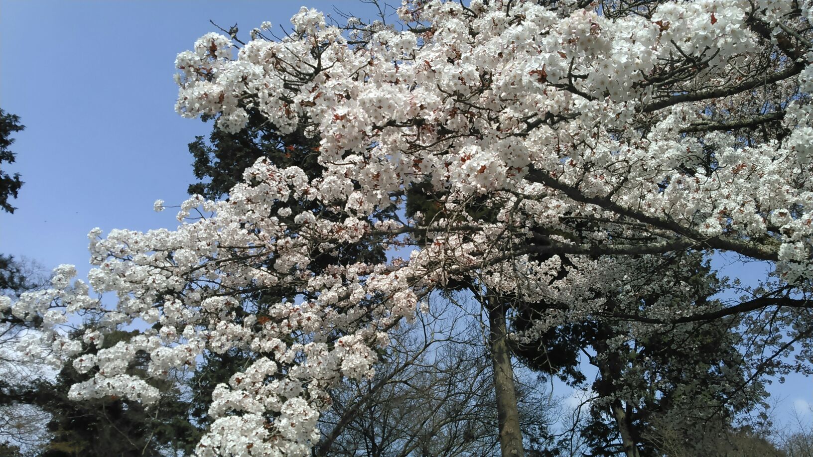泉涌寺の桜